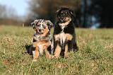 BERGER AUSTRALIEN PUPPIES 740
